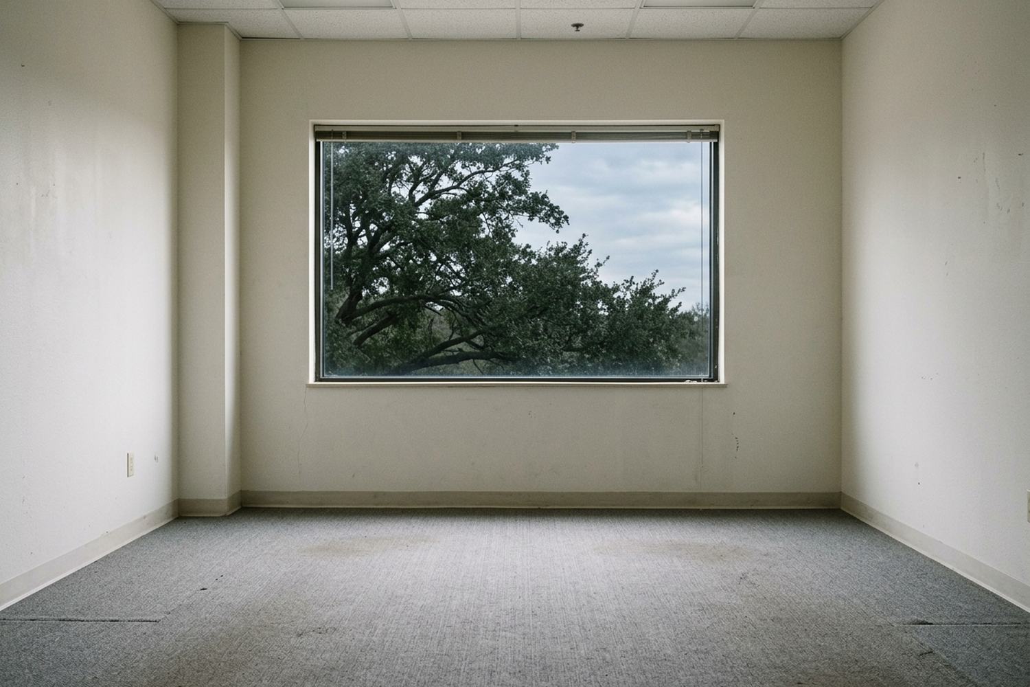 An empty office room with gray carpet and one wide window showing a tree outside