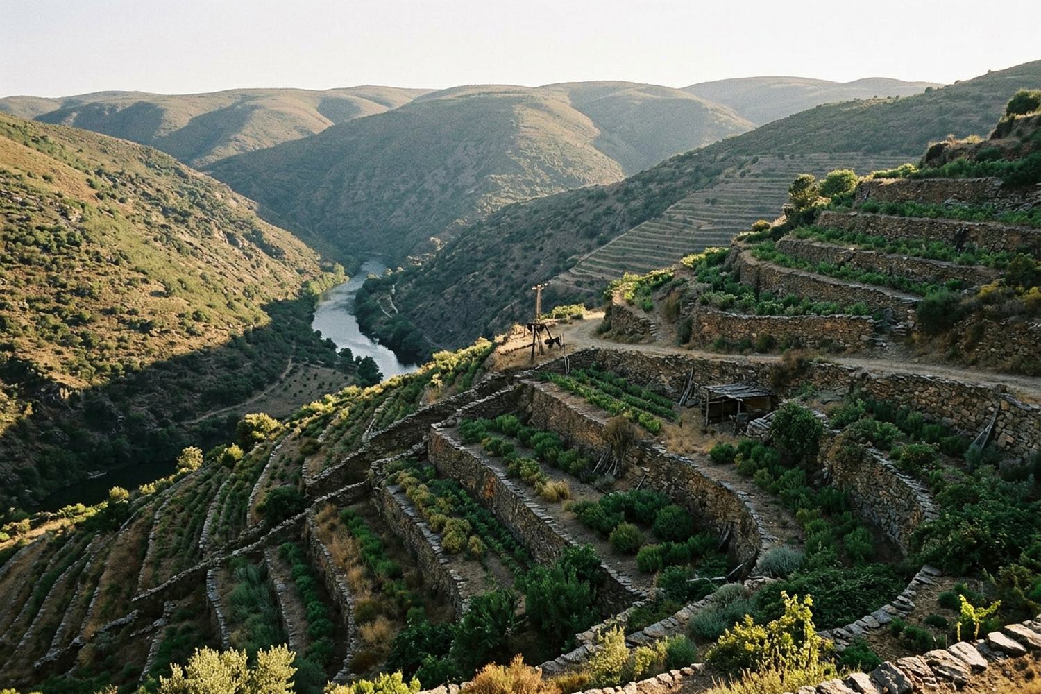 A steep river valley planted in terraces, the river lying far below in the bend