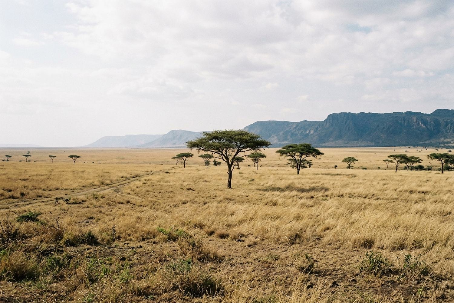 Open savanna of dry gold grass with one flat topped acacia and a distant escarpment